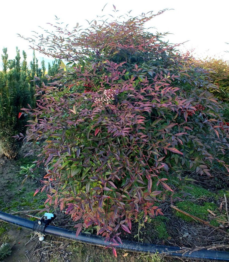 svěží nandina v zahradě