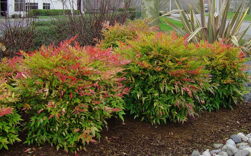 nandina v zahradě