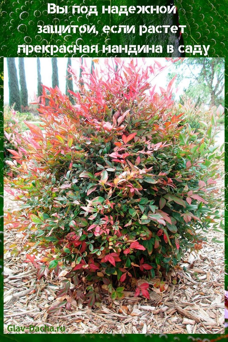 nandina v zahradě