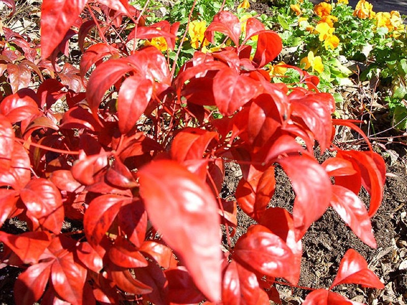 Nandina Alba