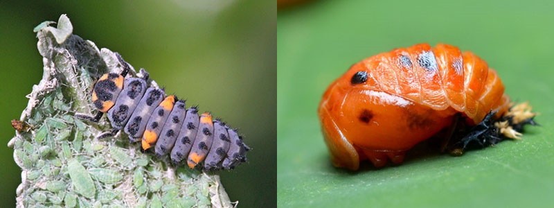 личинка и молодой жук