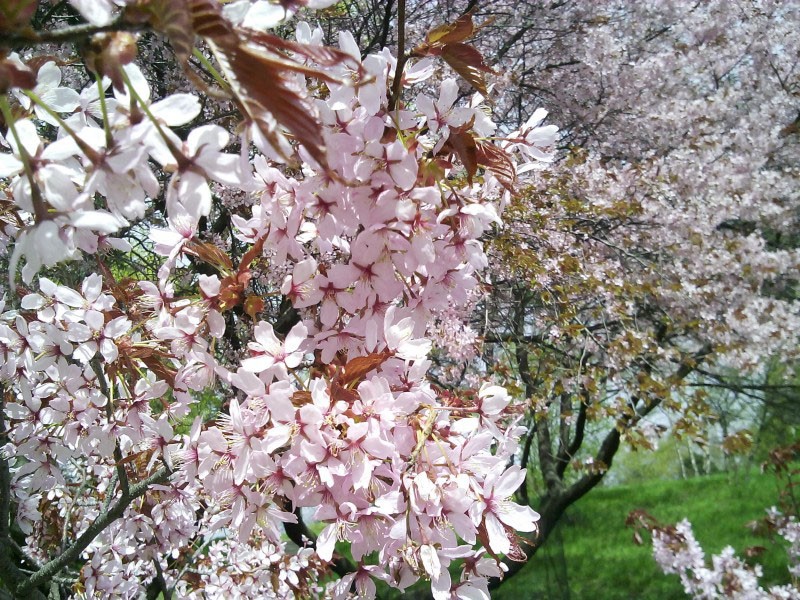 цветение чудо-вишни