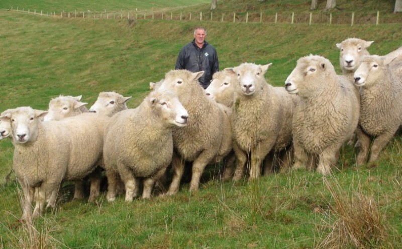 описание породы овец ромни марш
