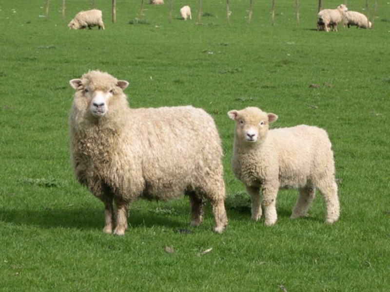 продуктивность овец ромни марш