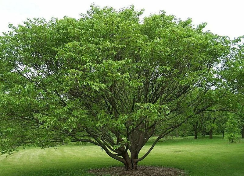 дерево из семейства тутовые
