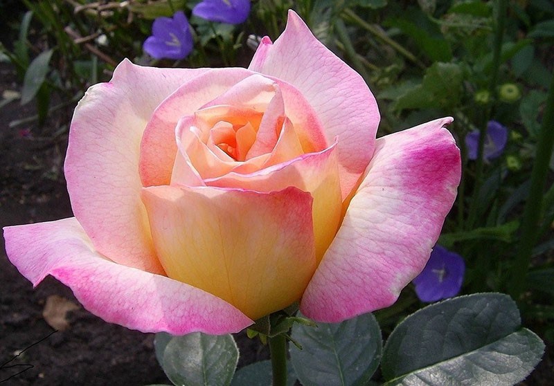 чайно-гибридная роза Глория Дей