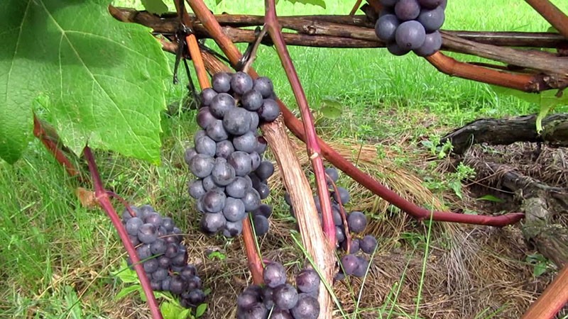 условия выращивания винограда сорта Зилга