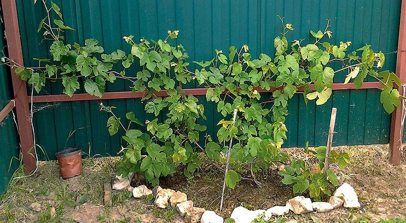 выращивание винограда на дачном участке