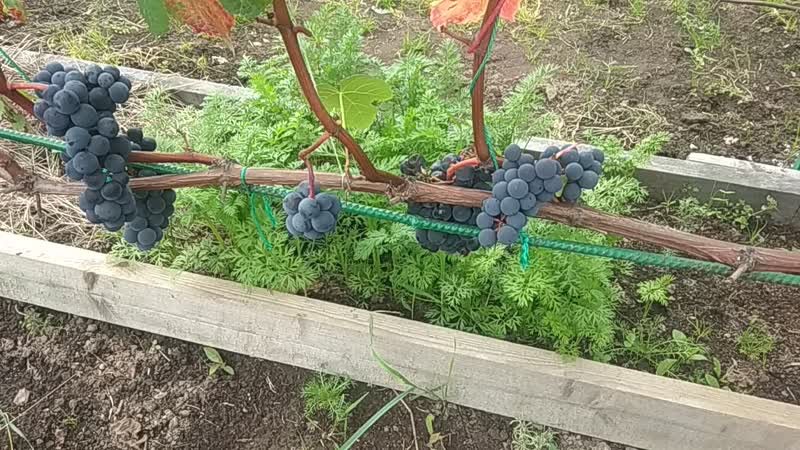 Сорт винограда Зилга - особенности, посадка и уход, применение