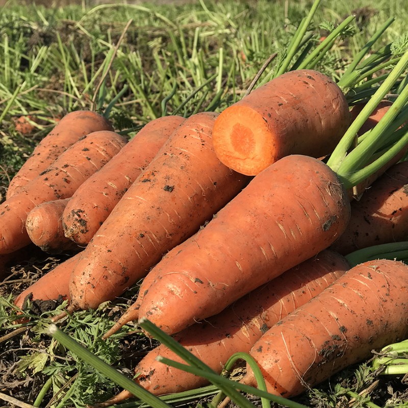 сорта моркови для урала