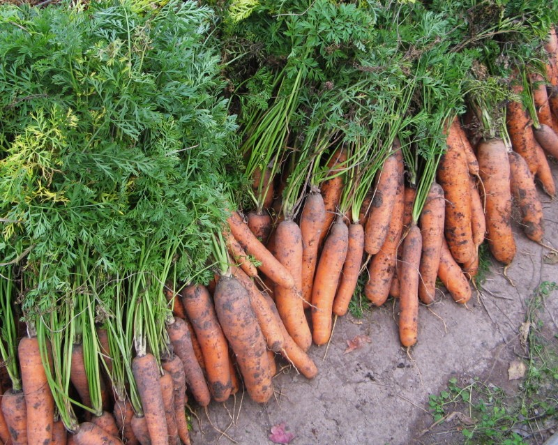 особенности выращивания моркови на урале