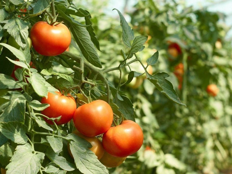 выращивание томатов сорта Ажур