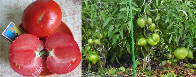 Сорт севрюга томат. Севрюга 20шт томат (Сиб сад). Томат севрюга как растет. Помидор Москвич фото куста.