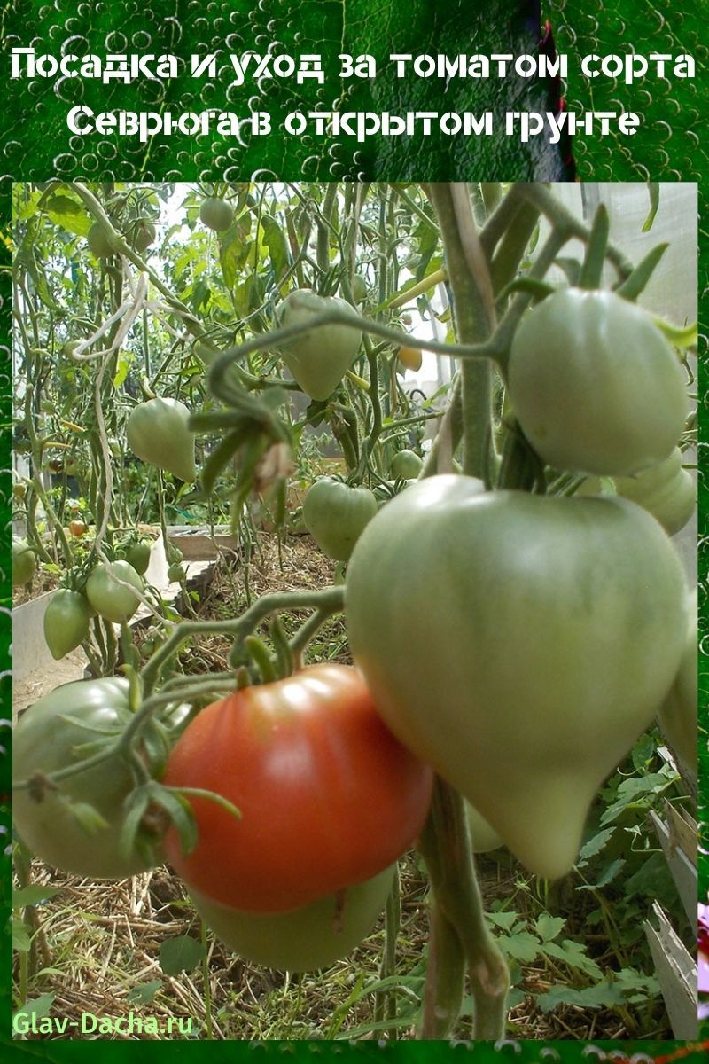 томат сорта Севрюга