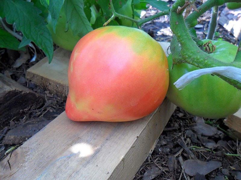 крупный плод томата