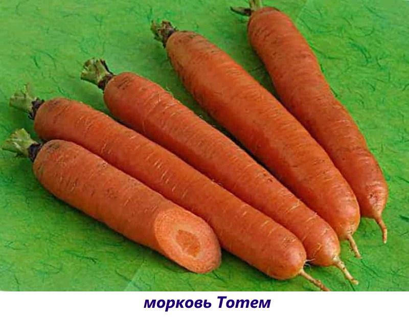 сорт моркови тотем
