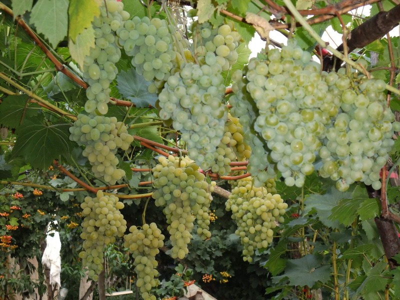 Виноград Белое Чудо описание сорта, фото, отзывы и выращивание