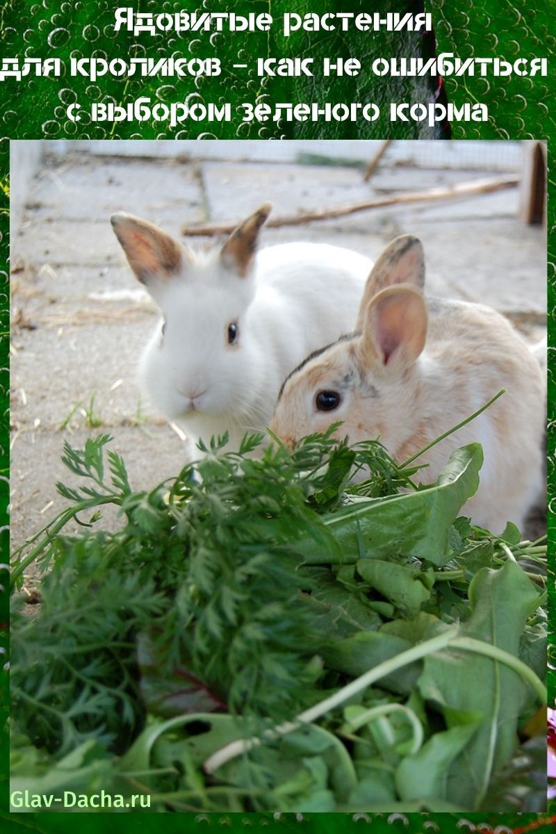 ядовитые растения для кроликов