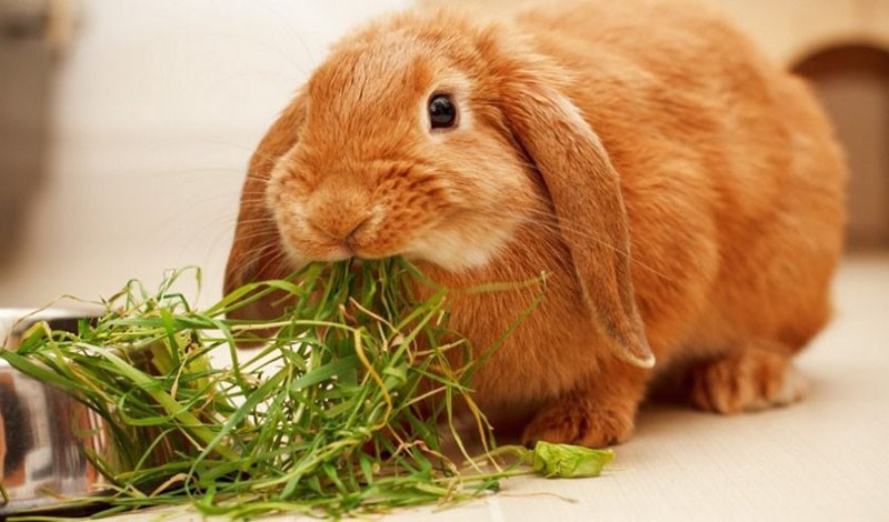свежая трава для кроликов