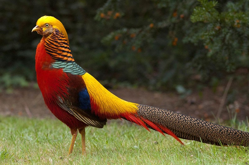 красивая птица золотой фазан
