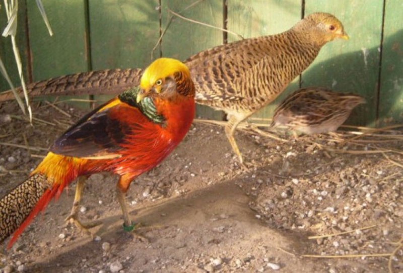 условия содержания золотого фазана