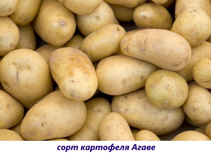 картофель агаве