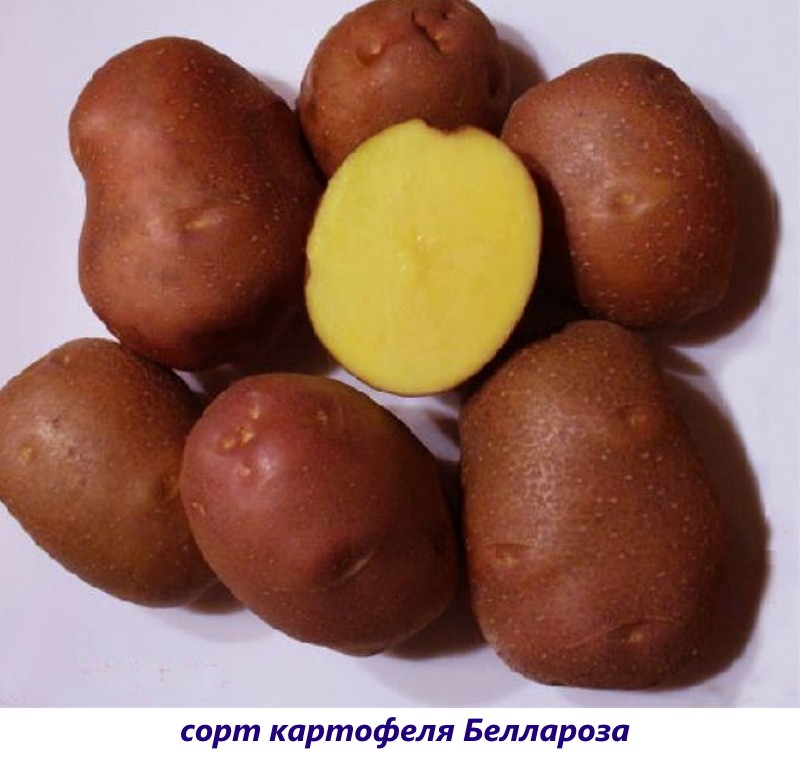 картофель беллароза