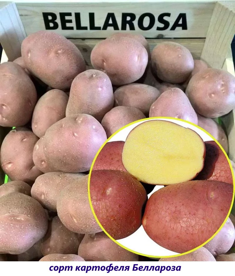 картофель беллароза