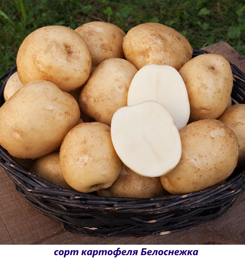 картофель белоснежка