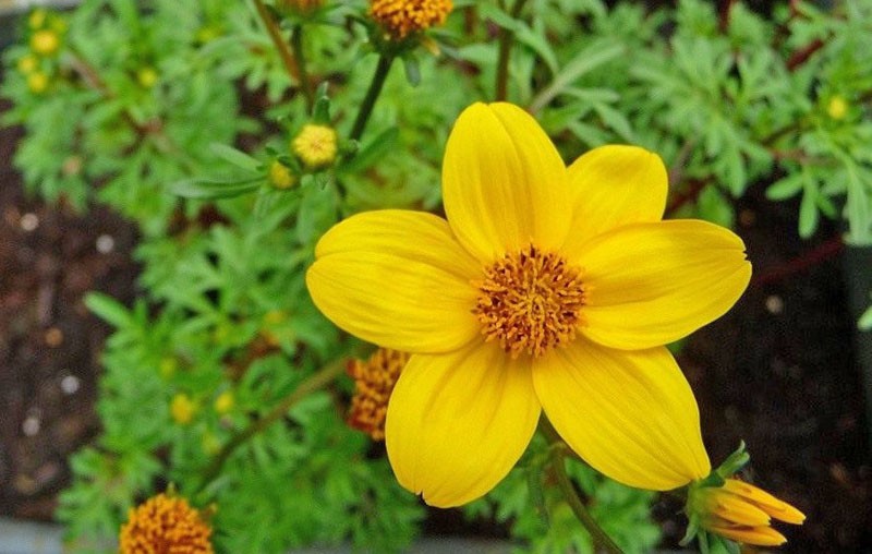 Bidens ferulifolia