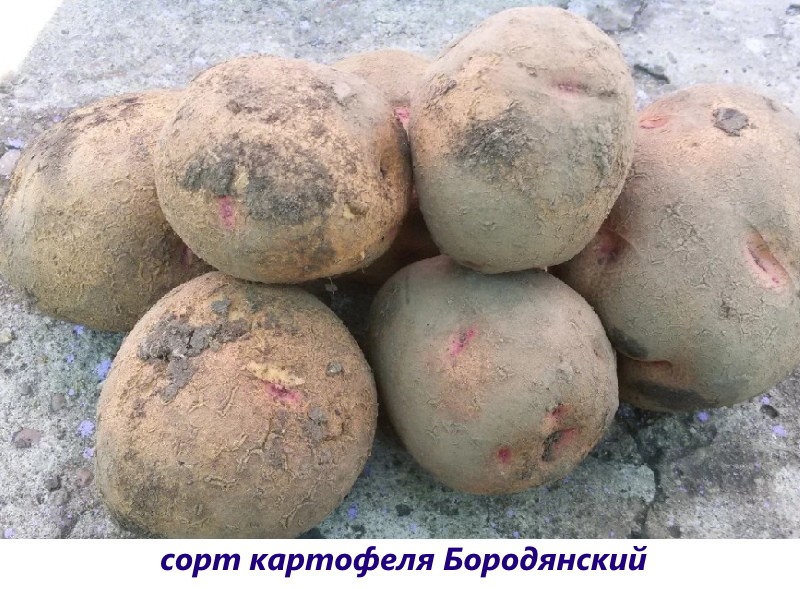 картофель бородянский