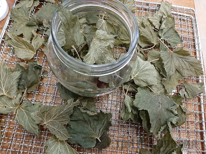 сушеные листья смородины
