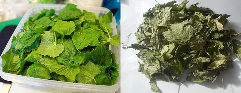 Ферментация листьев смородины для чая в домашних условиях с фото