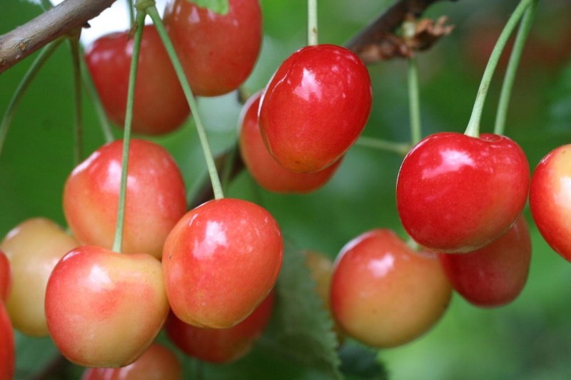 ягоды черешни красная горка