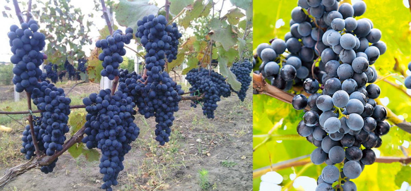 виноград сорта Саперави Северный