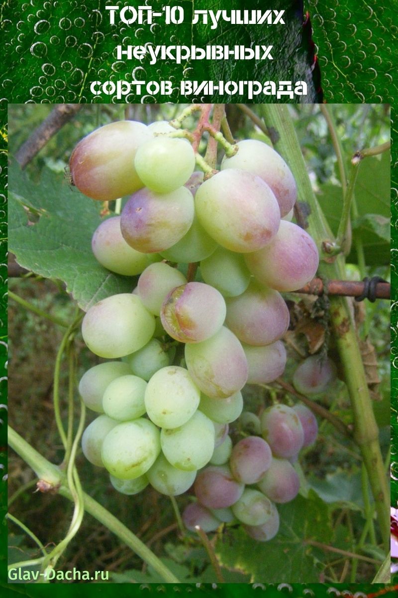 неукрывные сорта винограда