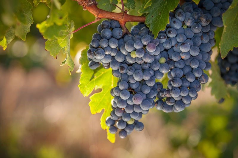 морозоустойчивые сорта винограда