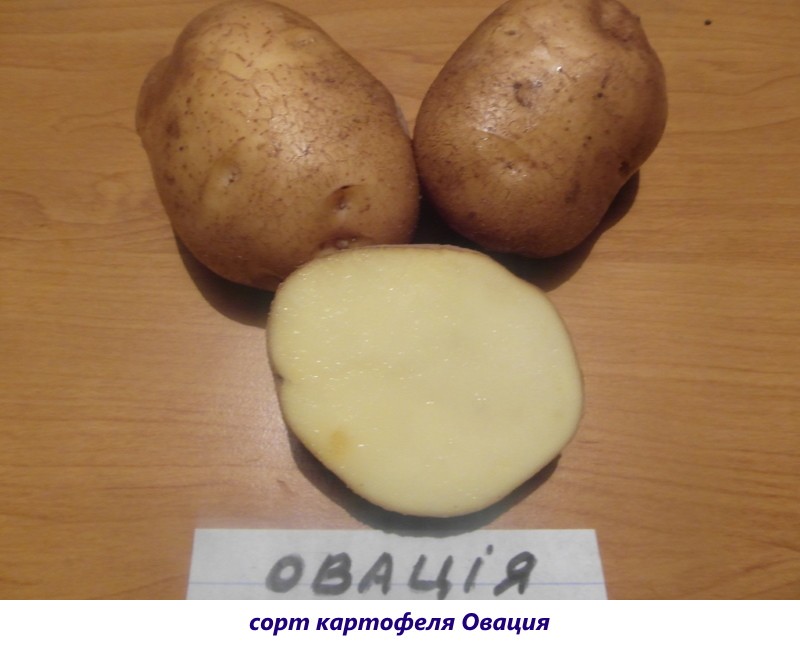 картофель овация