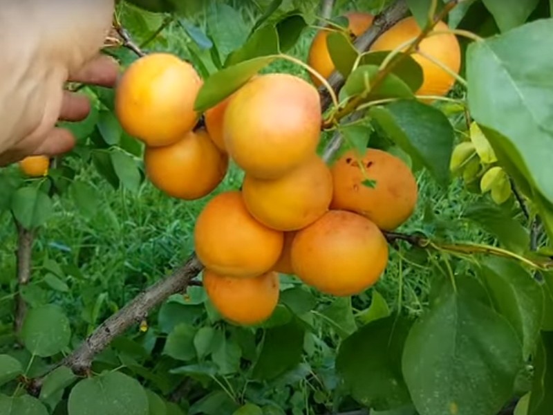 особенности абрикоса персикового