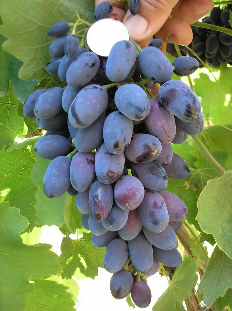 сорт винограда кодрянка