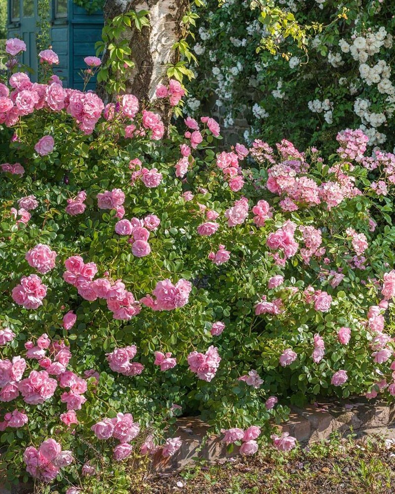 Роза Боника 82 - особенности канадского сорта, посадка и уход