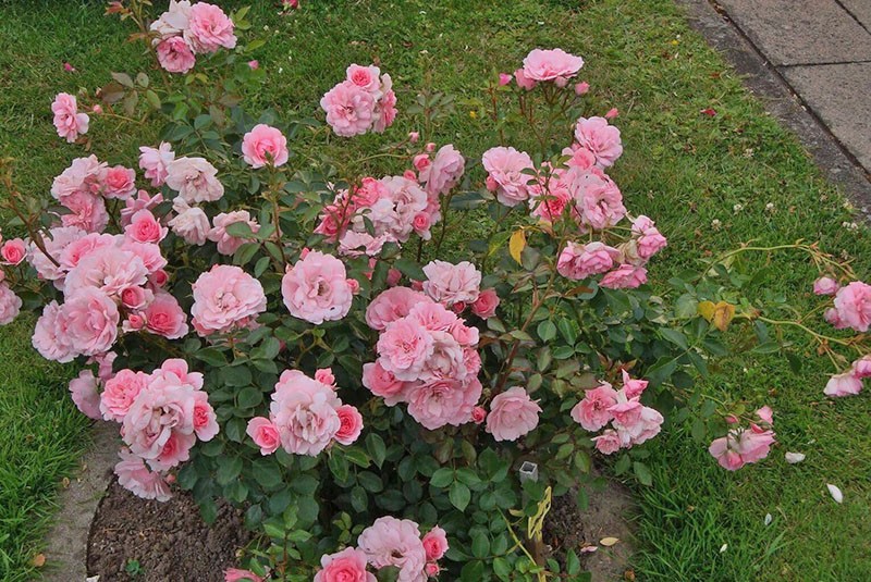 почвопокровная роза Боника 82