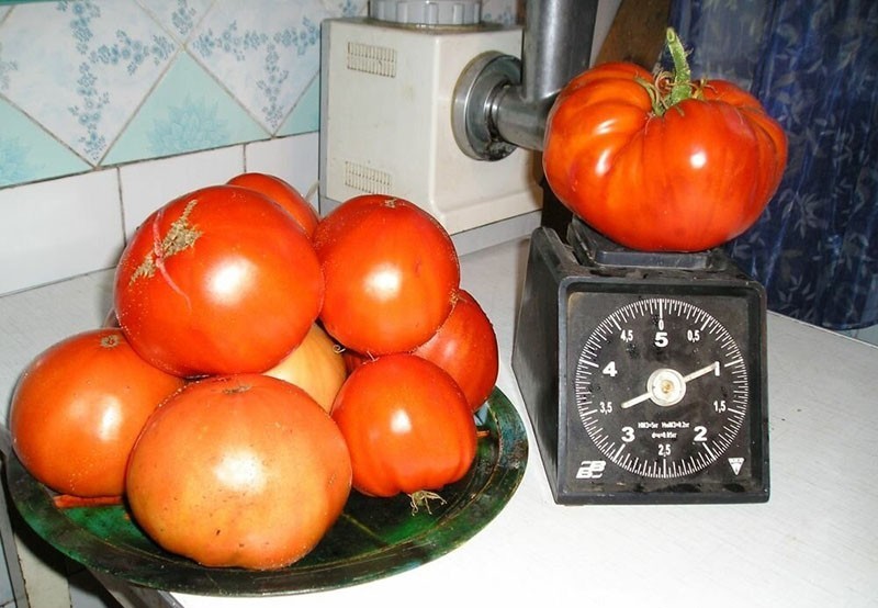 крупные плоды томатов