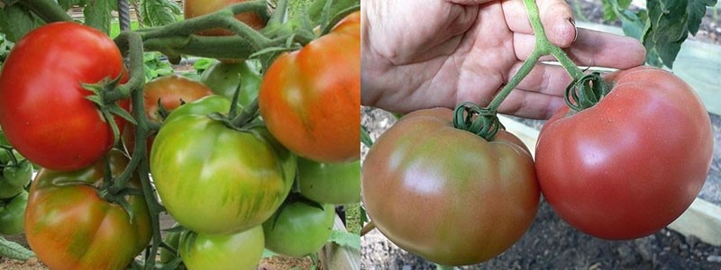 Плоды раннеспелого Старосельского томата