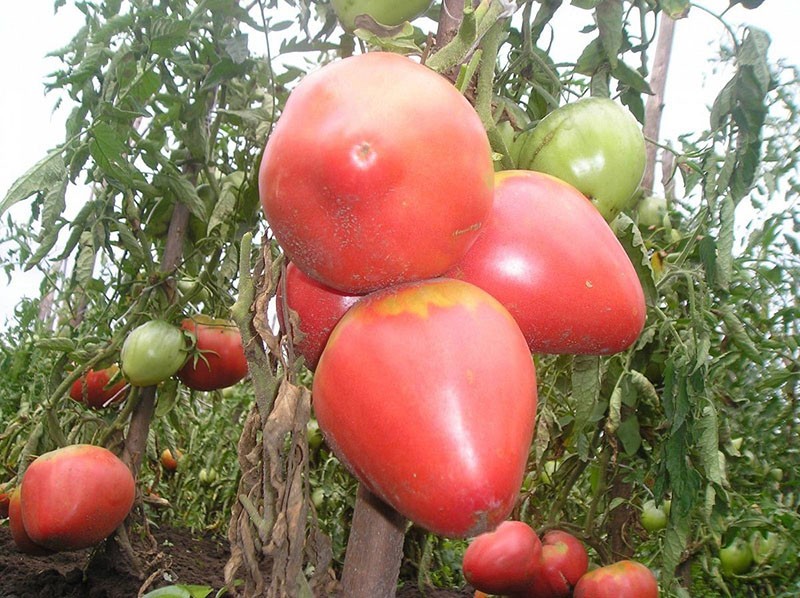 Самые сладкие сорта томатов для открытого грунта и теплиц, крупные