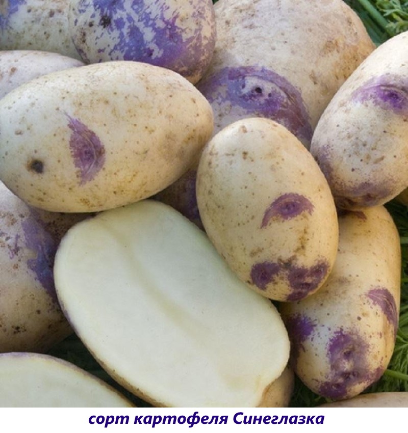 Рассыпчатые сорта картофеля для самого вкусного и нежного пюре