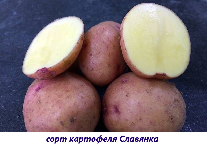картофель славянка