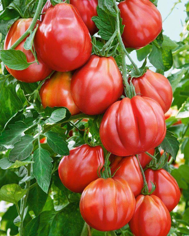 крупноплодные сорта помидор