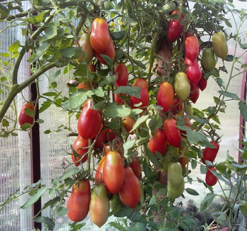 сорт томатов французский гроздевой в теплице