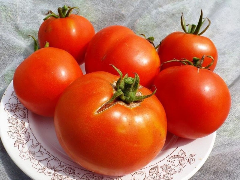 крупные плоды томатов